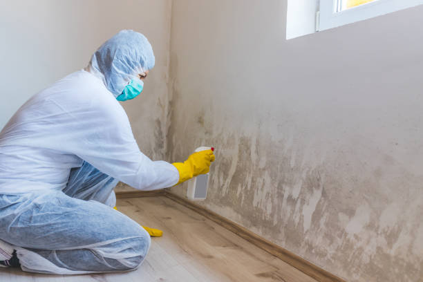Licensed Basement Mold Removal service in Roselle, NJ - WQB Mold Removal
