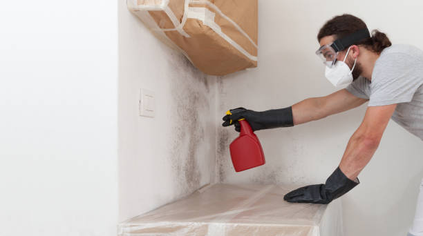 Professional Basement Mold Removal technician working in Roselle, NJ