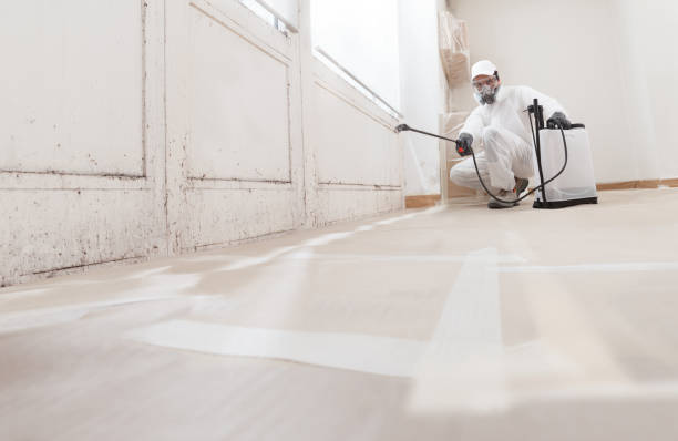 24/7 Emergency Basement Mold Removal experts in Roselle, NJ