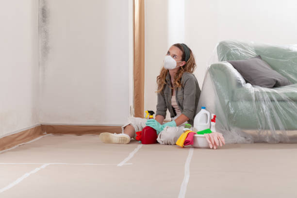 Reliable Basement Mold Removal contractor in Roselle, NJ by WQB Mold Removal
