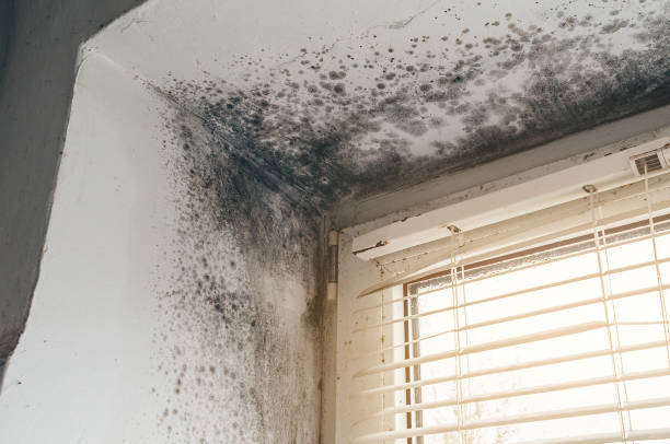 Affordable Basement Mold Removal solutions in Roselle, NJ